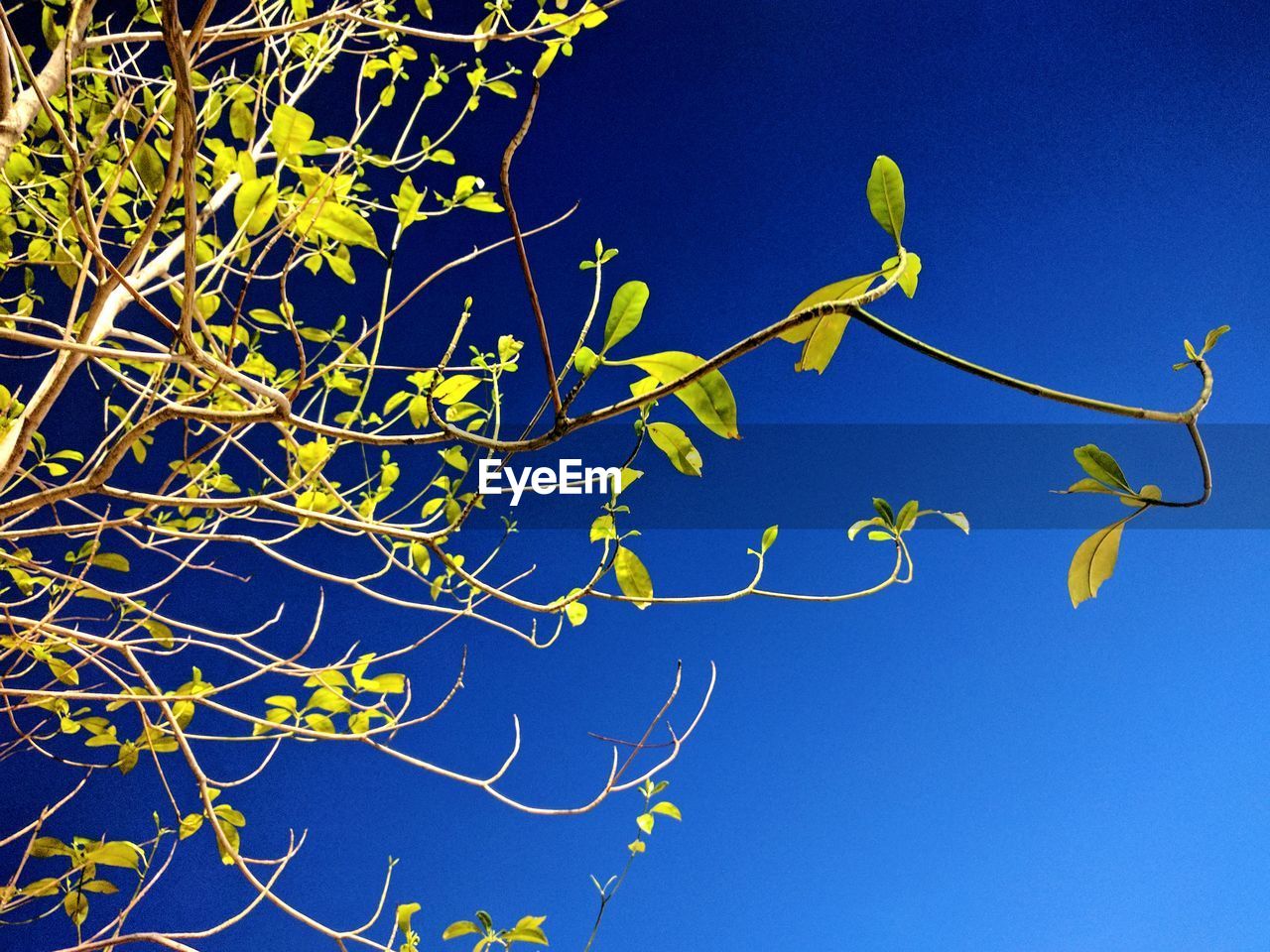 LOW ANGLE VIEW OF TREE BRANCHES AGAINST CLEAR BLUE SKY