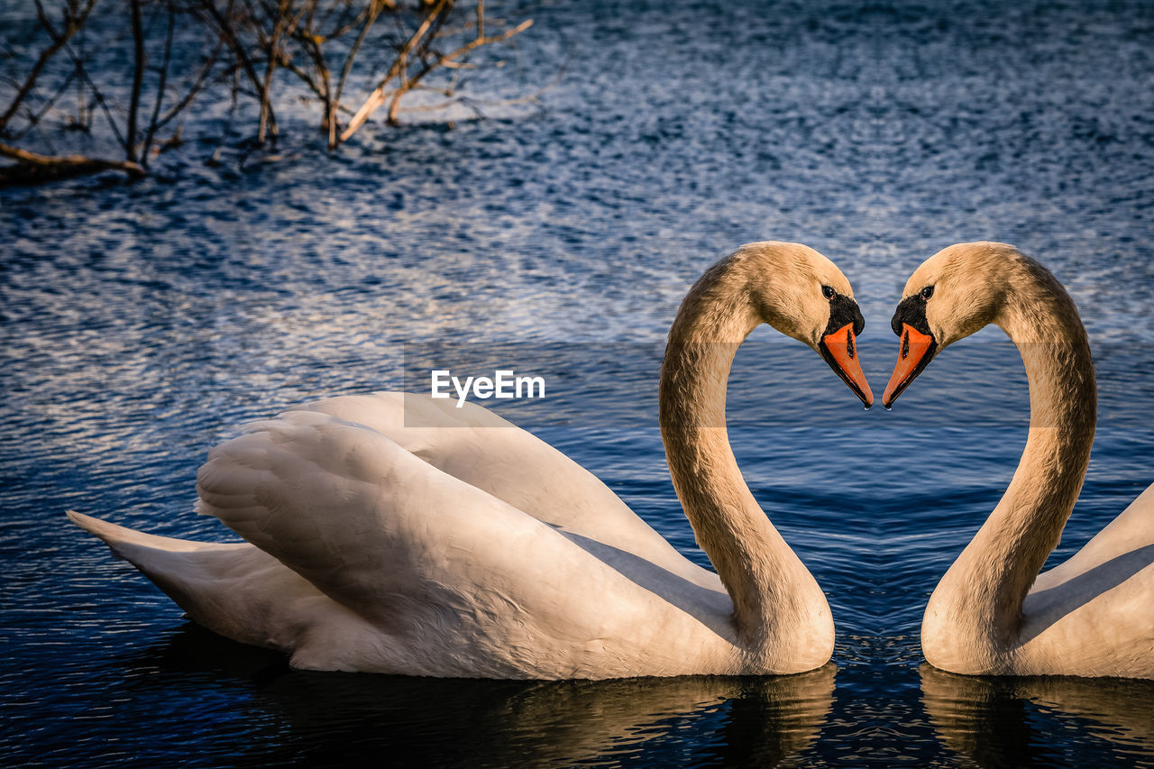 SWANS IN LAKE