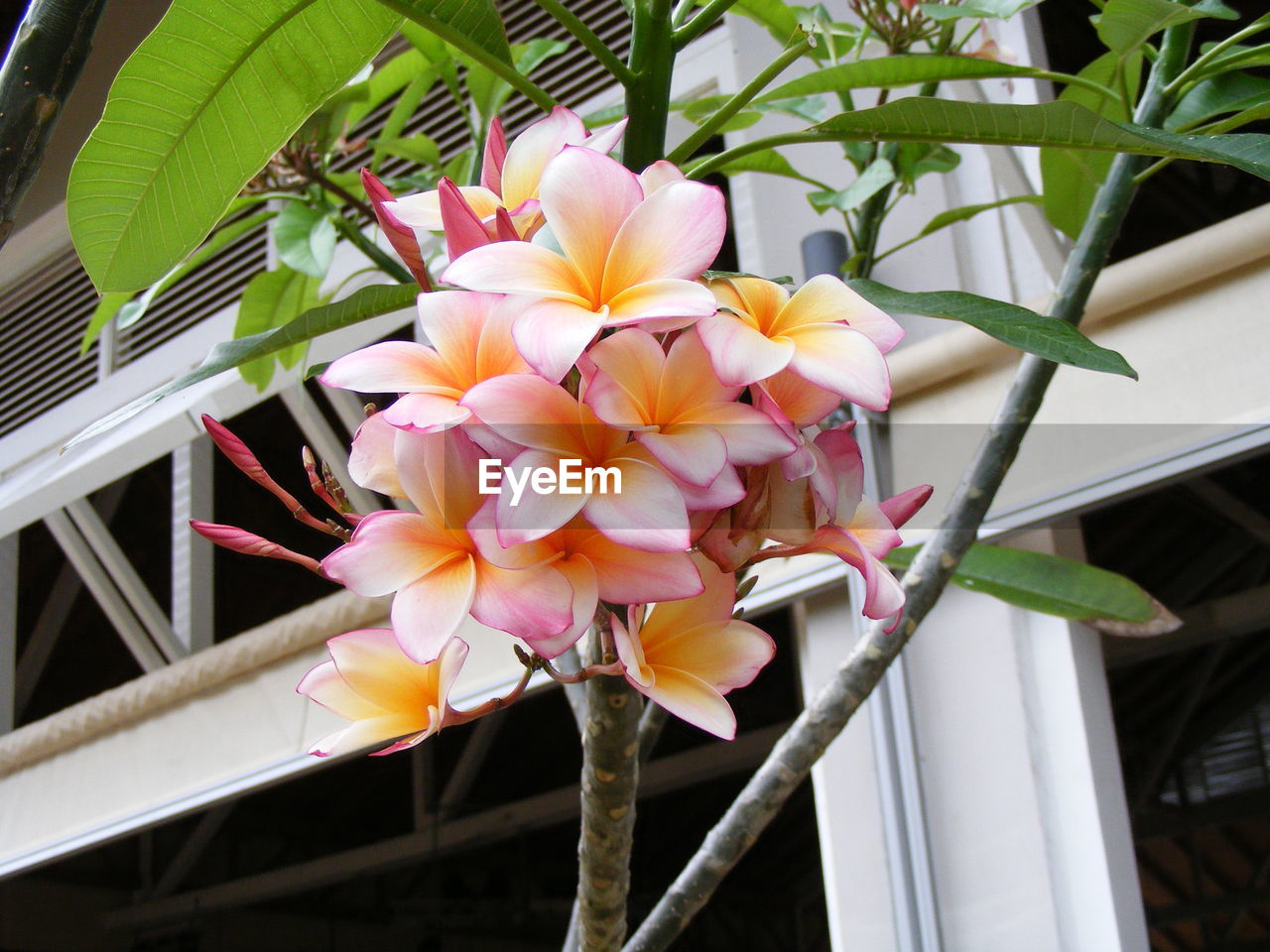 Low angle view of frangipani blooming against building