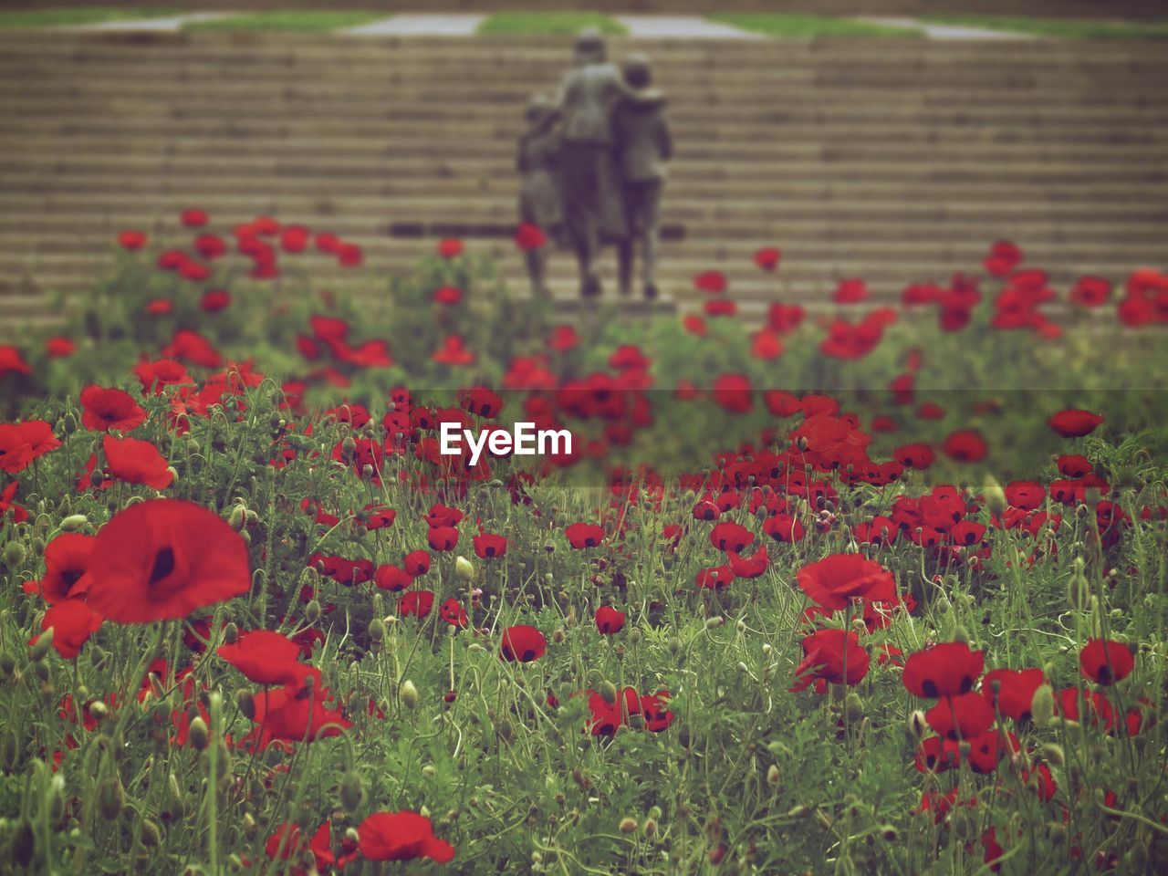 Red poppy flowers growing on field