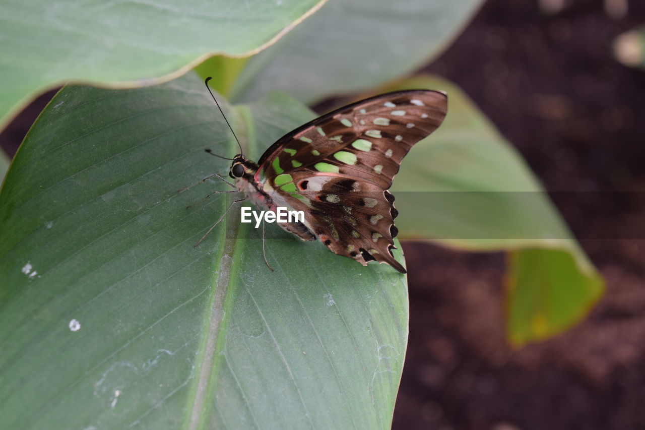 CLOSE-UP OF BUTTERFLY PERCHING ON LEAF