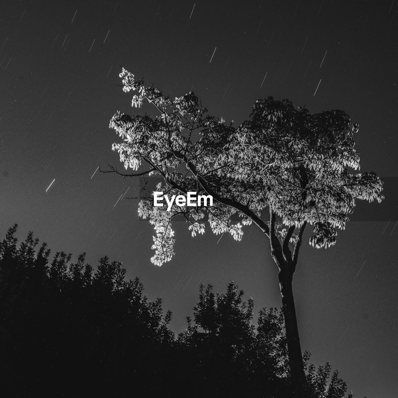 Low angle view of tree against sky at night