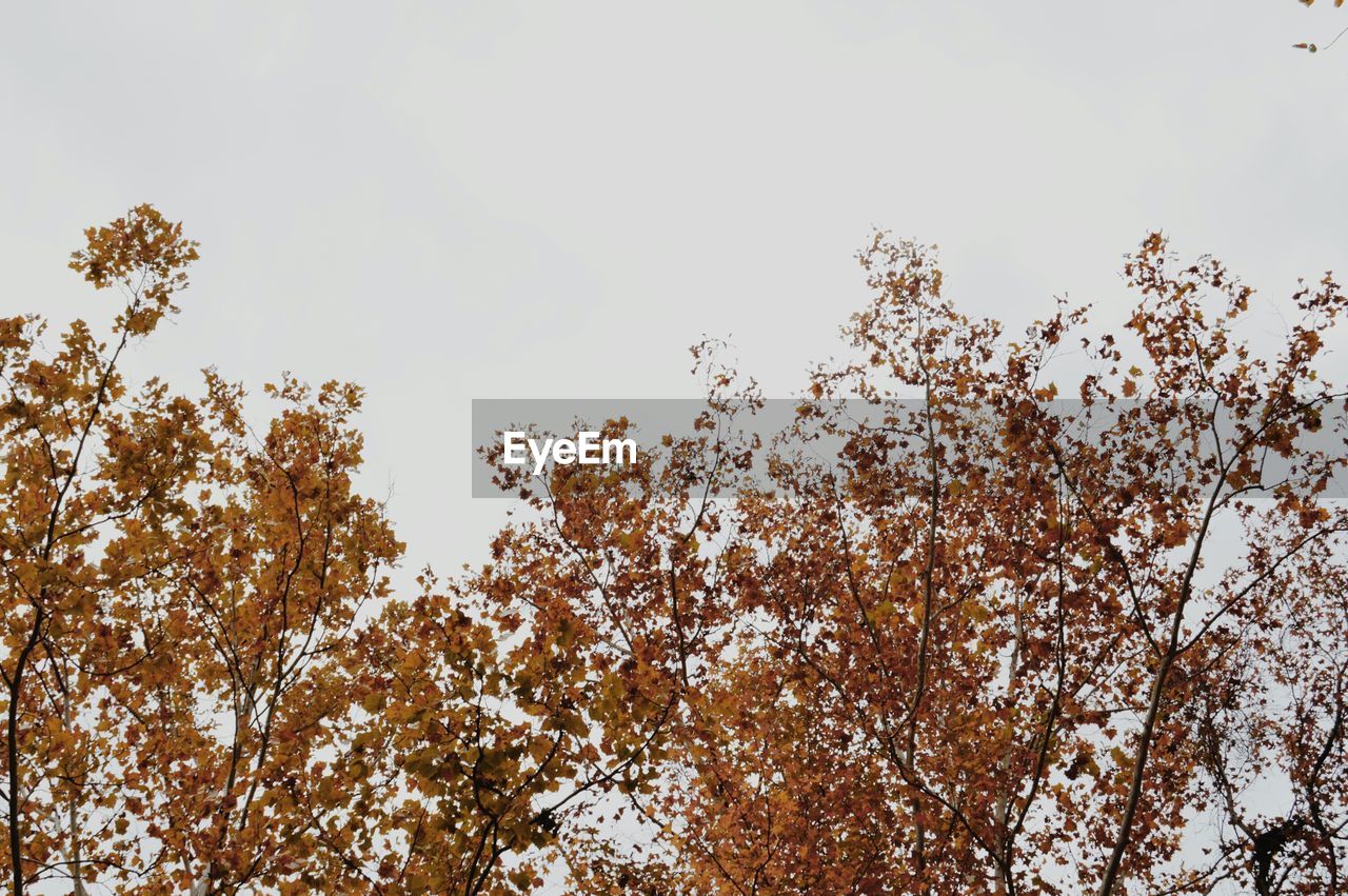 Low angle view of trees during autumn