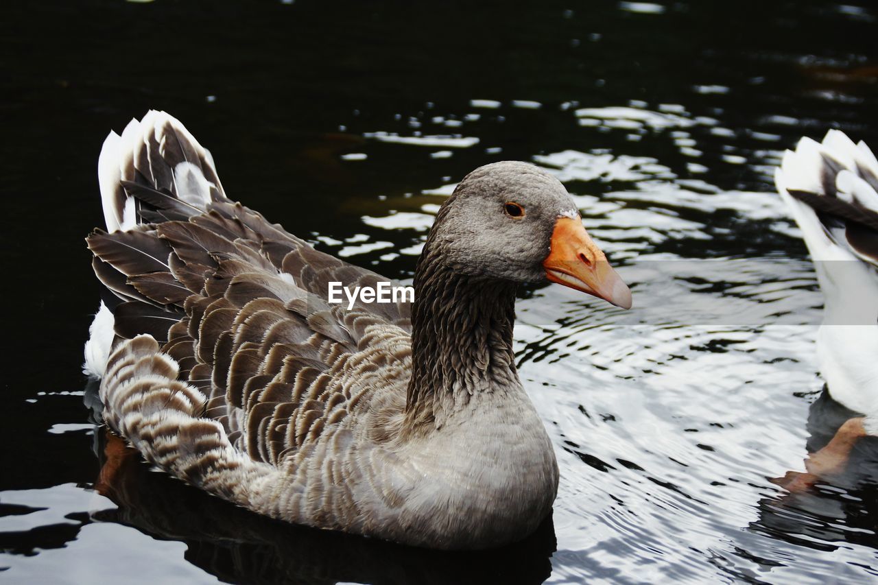 CLOSE-UP OF SWAN IN LAKE