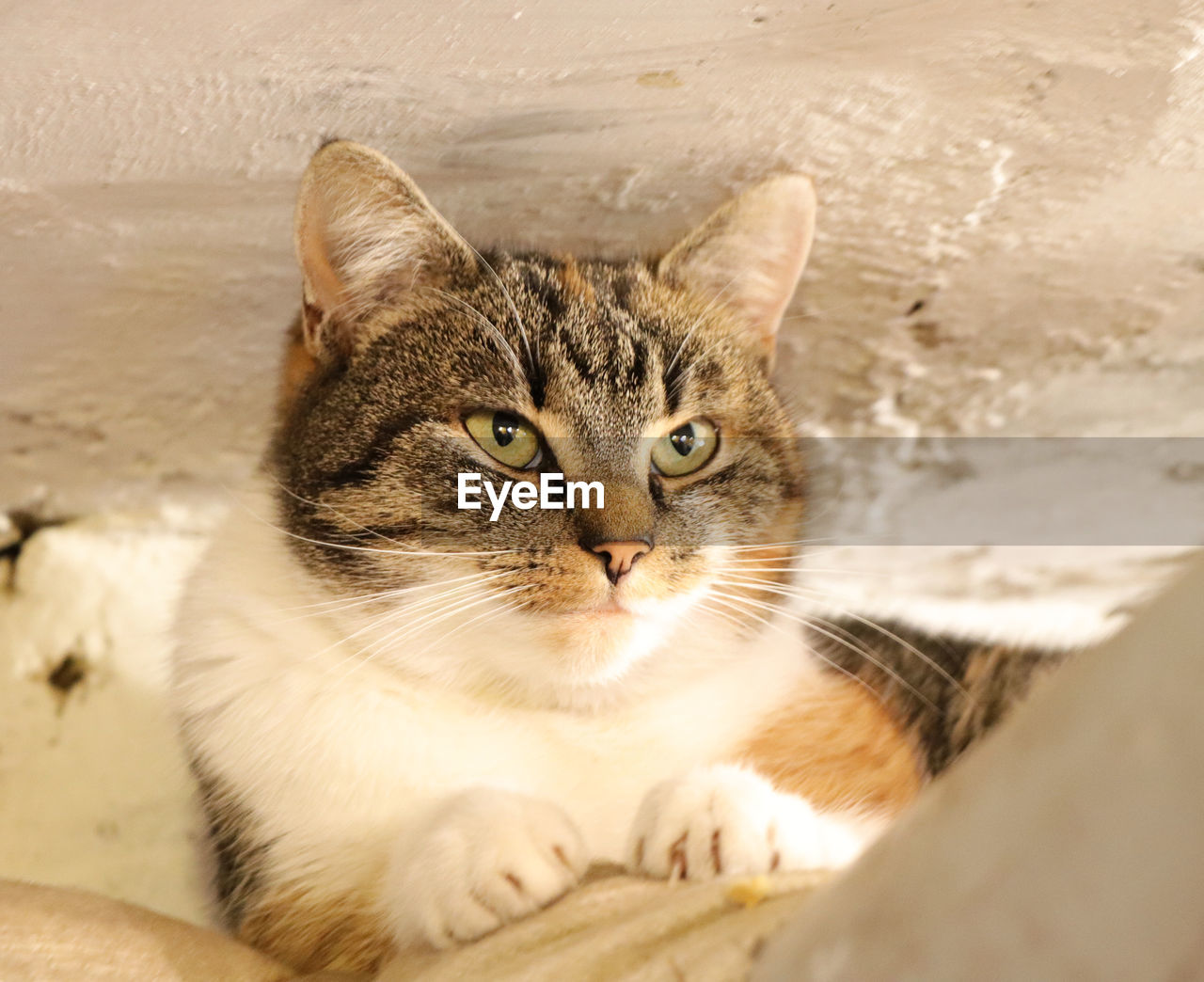 CLOSE-UP PORTRAIT OF CAT RELAXING ON FLOOR