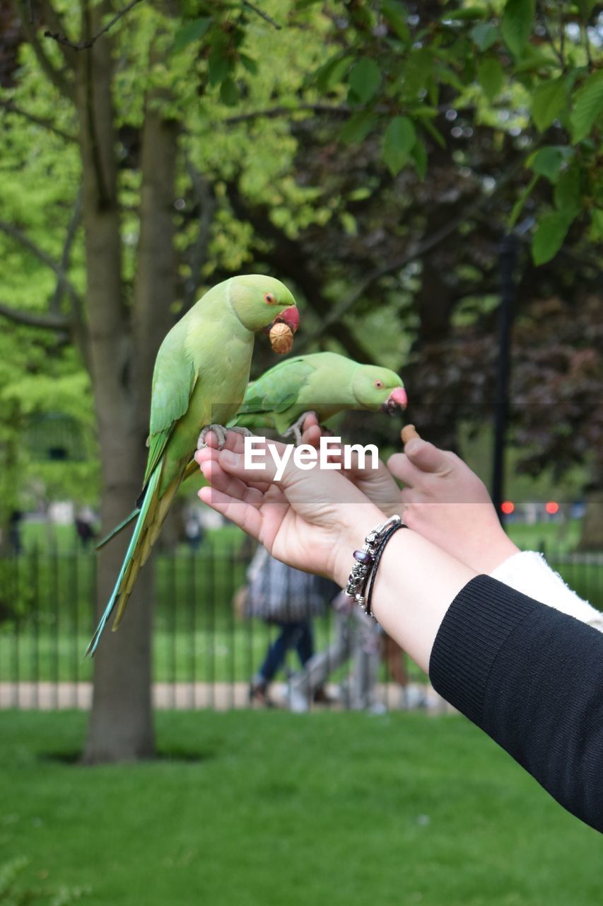 Parrots on cropped hands