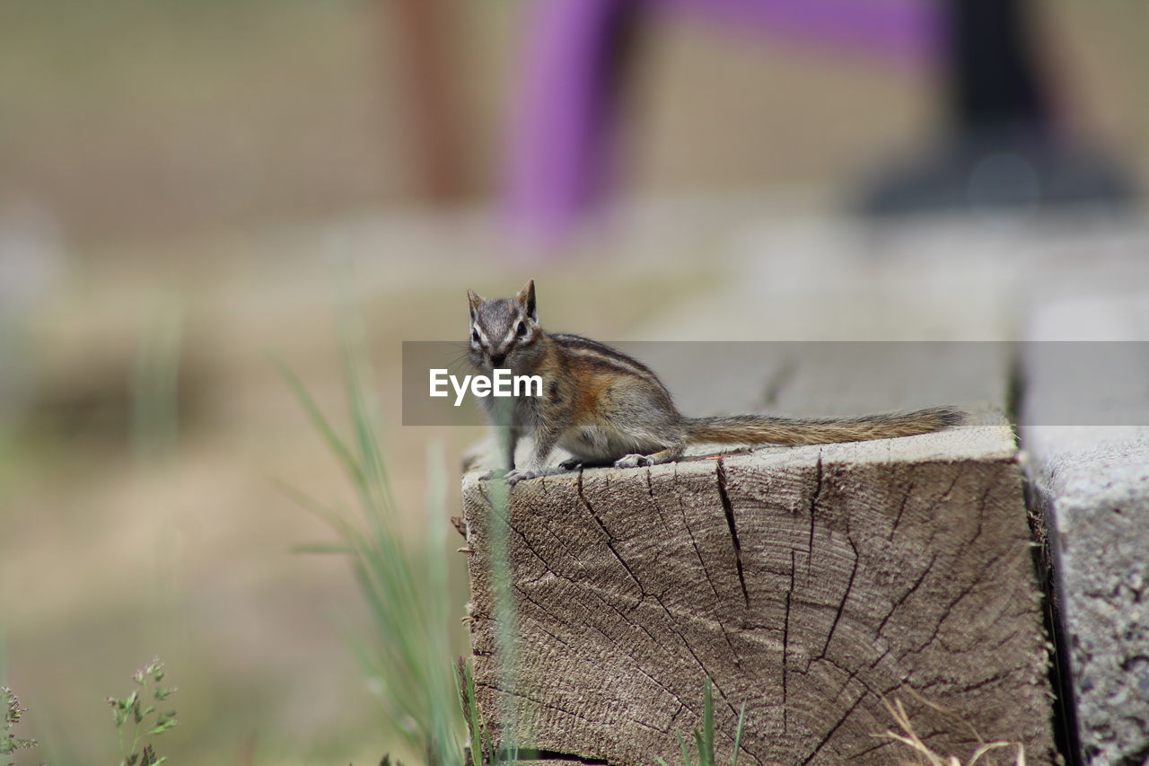 CLOSE-UP OF SQUIRREL ON TREE