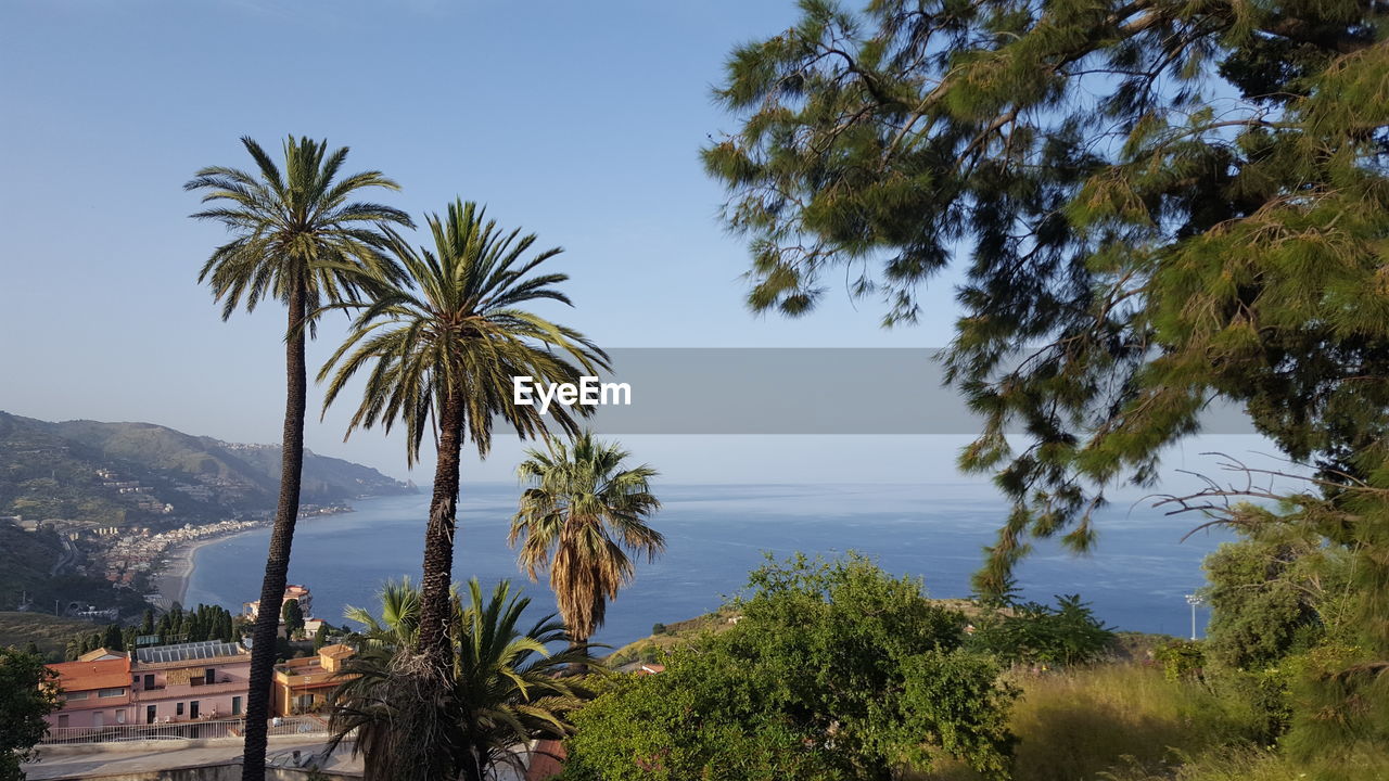 Palm trees by sea against clear sky