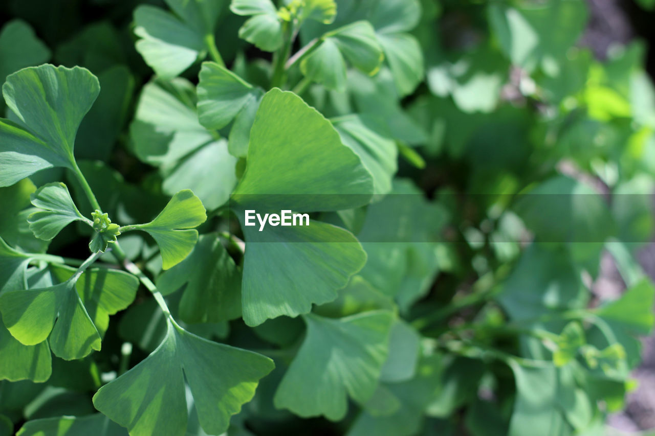 Close-up of ginkgo leaves growing outdoors