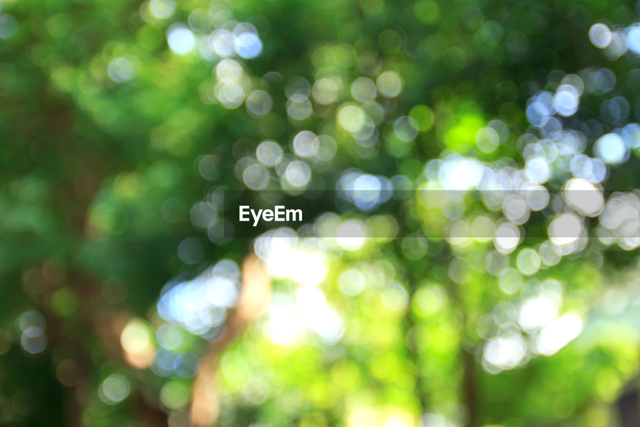 DEFOCUSED IMAGE OF TREES