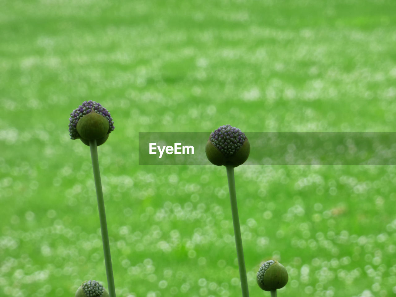 CLOSE-UP OF GRASS ON FIELD