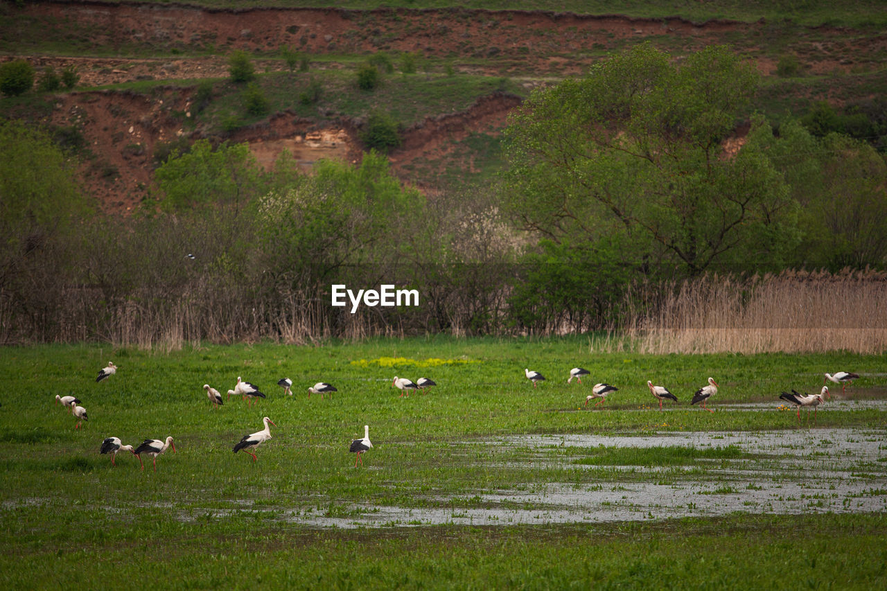 Large group of wild storks feeding on a green field in the spring season.