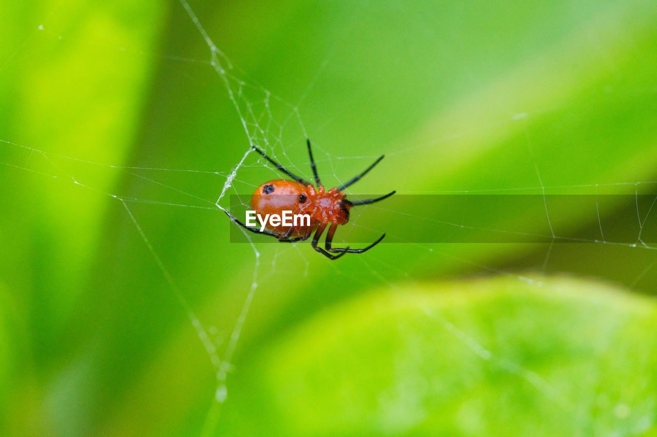 SPIDER ON WEB