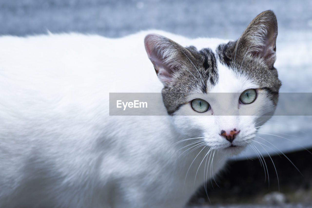 Close-up portrait of cat