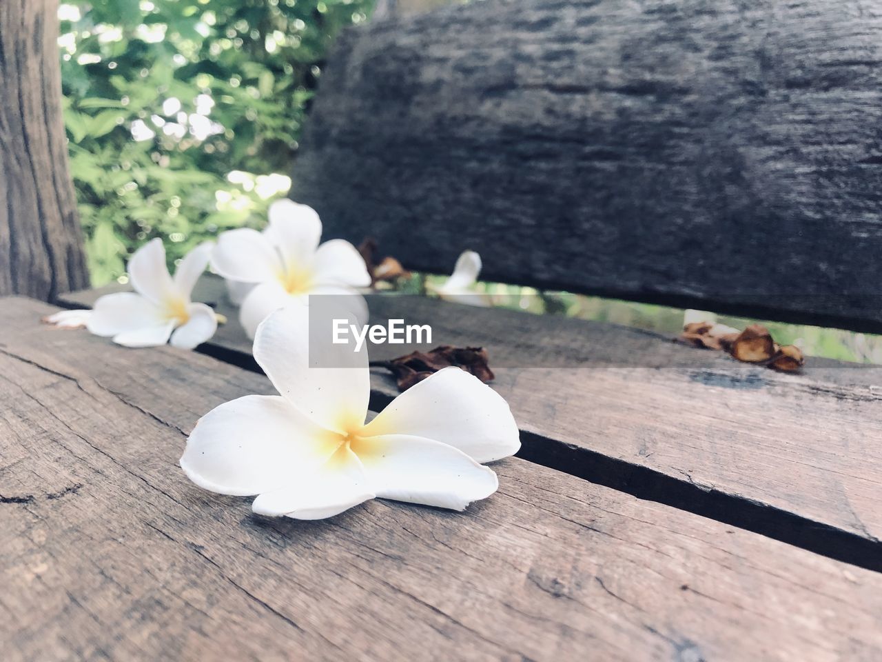 Close-up of white flowering plant