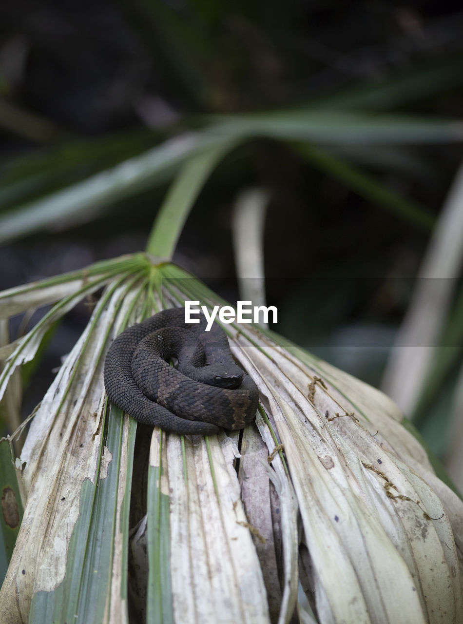 CLOSE-UP OF A LIZARD ON A TREE