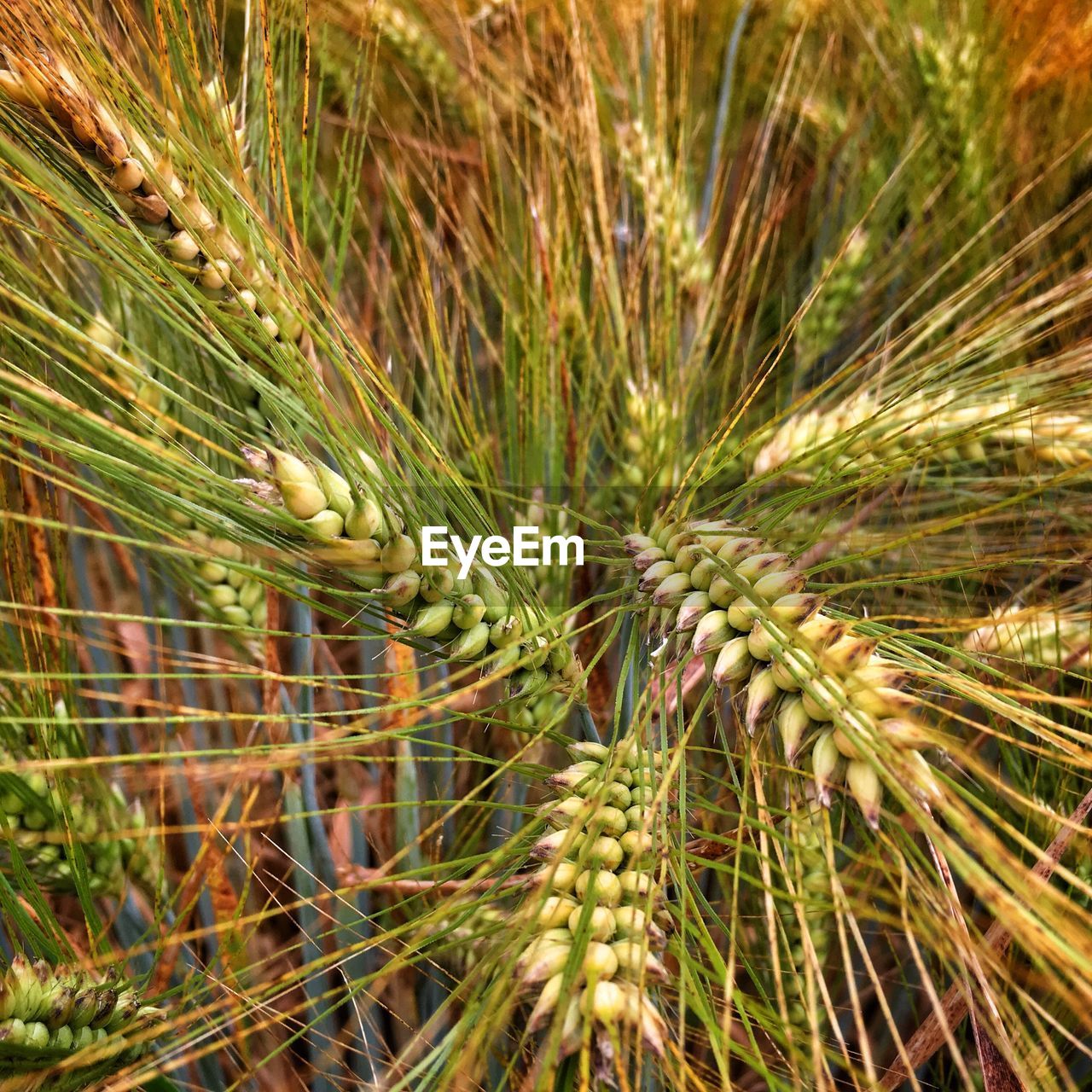 CLOSE-UP OF WHEAT GROWING ON FIELD