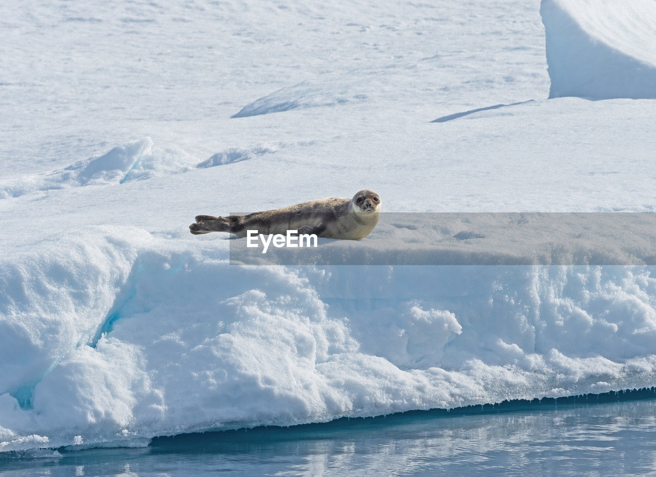 Harp seal enjoying the sun on the pack ice in the high artic