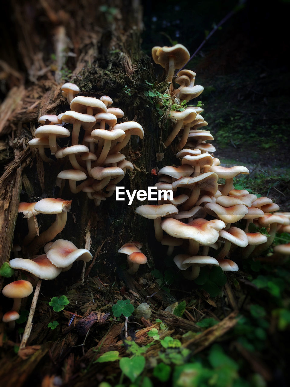 CLOSE-UP OF MUSHROOMS GROWING ON TREE TRUNK IN FOREST