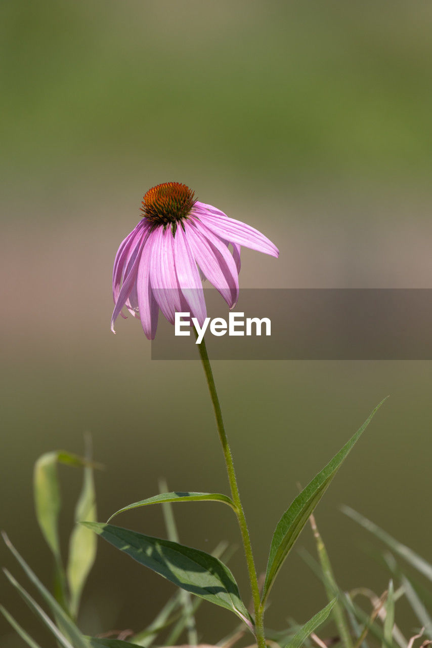 flower, flowering plant, plant, freshness, beauty in nature, fragility, close-up, petal, flower head, growth, nature, inflorescence, macro photography, green, plant stem, focus on foreground, pink, purple, wildflower, no people, pollen, outdoors, botany, springtime, animal wildlife, selective focus, animal themes, insect, animal