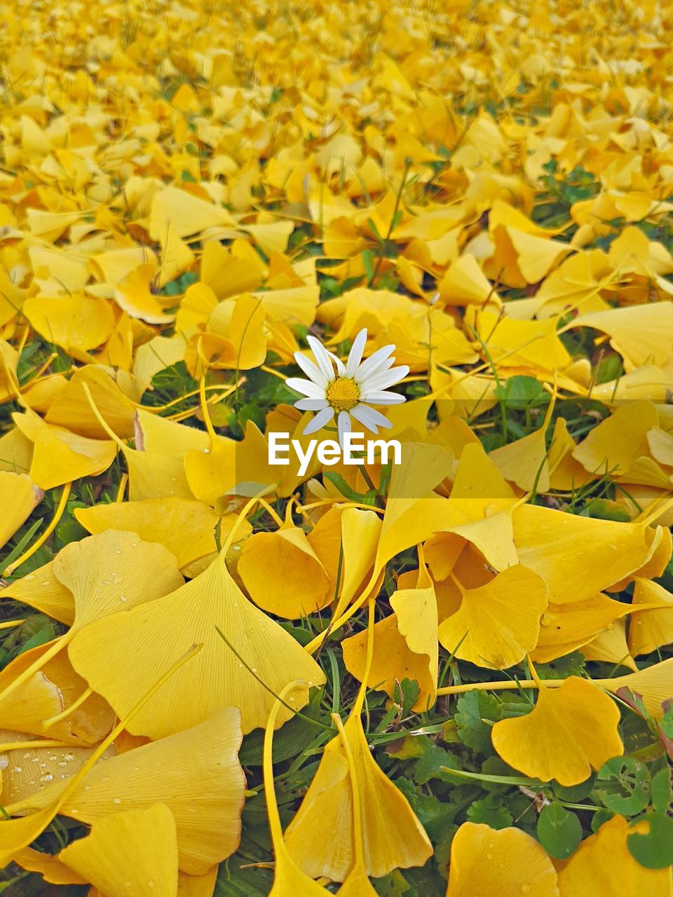 CLOSE-UP OF YELLOW LEAVES DURING AUTUMN