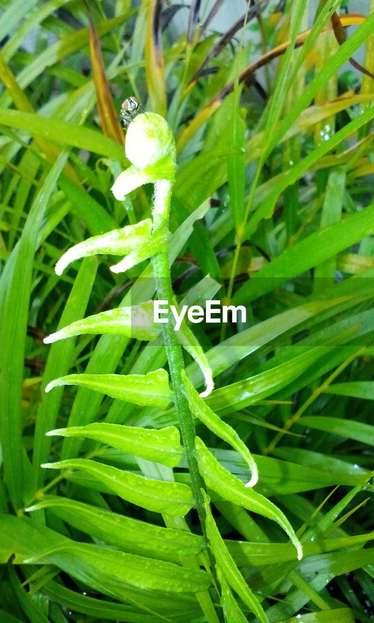 CLOSE-UP OF GREEN PLANT WITH WATER IN GRASS