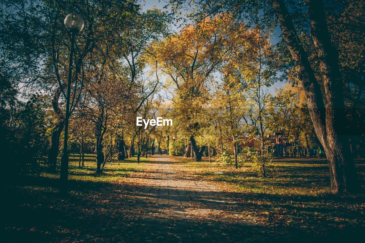 Trees in forest during autumn