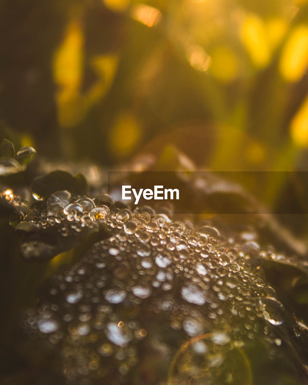 Close-up of raindrops on plant