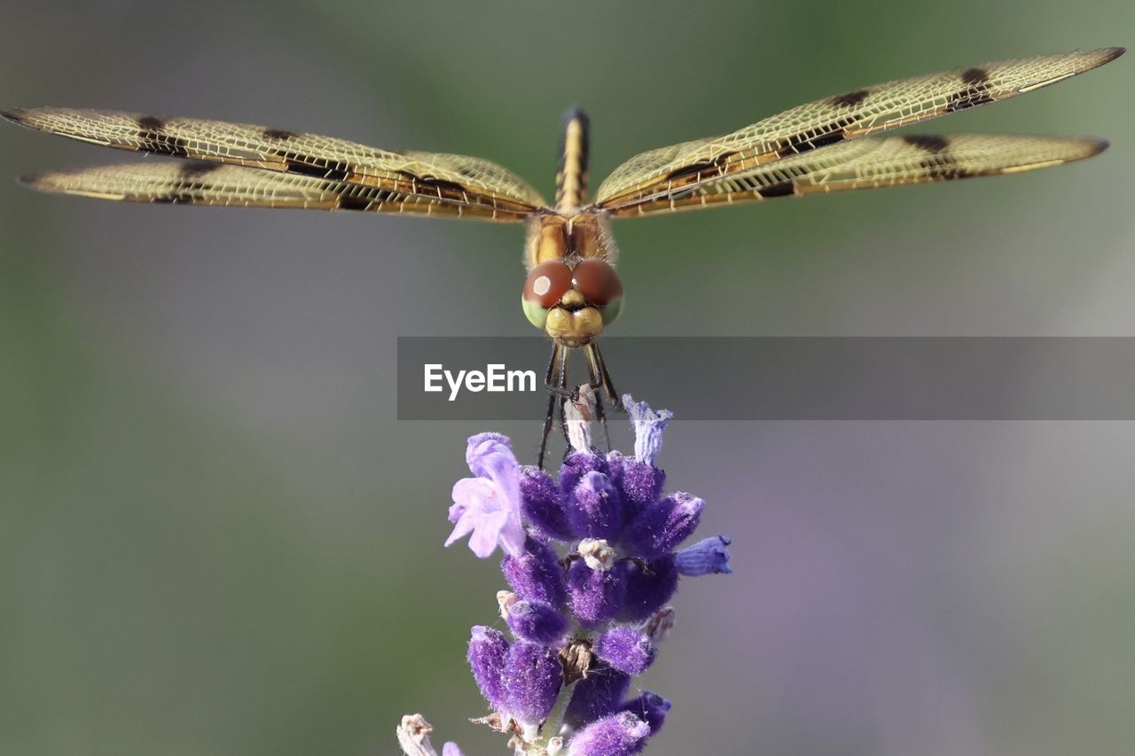 close-up of dragonfly on plant