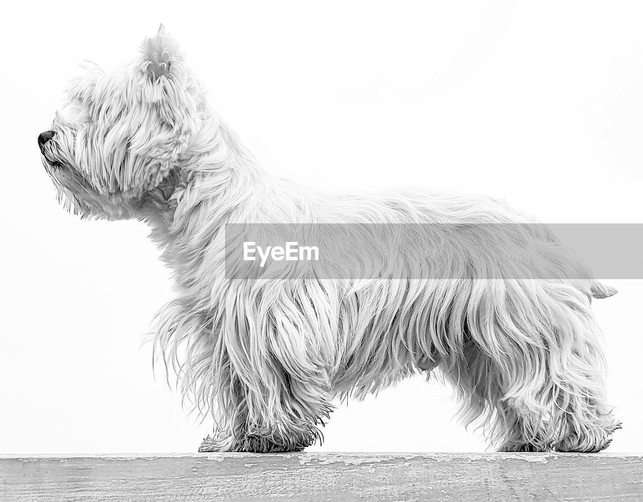 Close-up of a dog looking away against clear sky