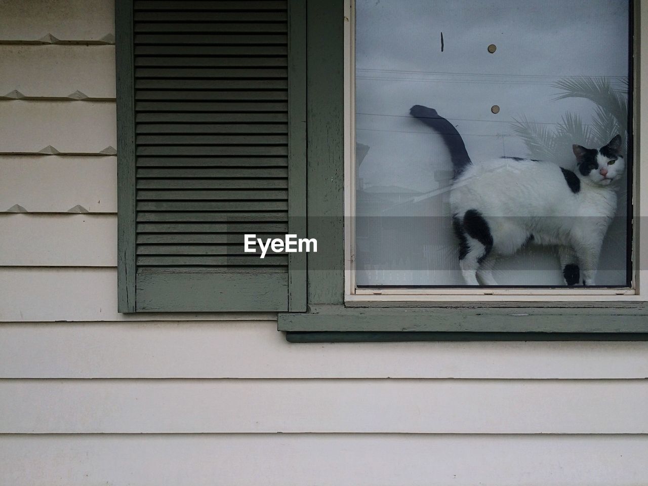 White cat standing on window sill