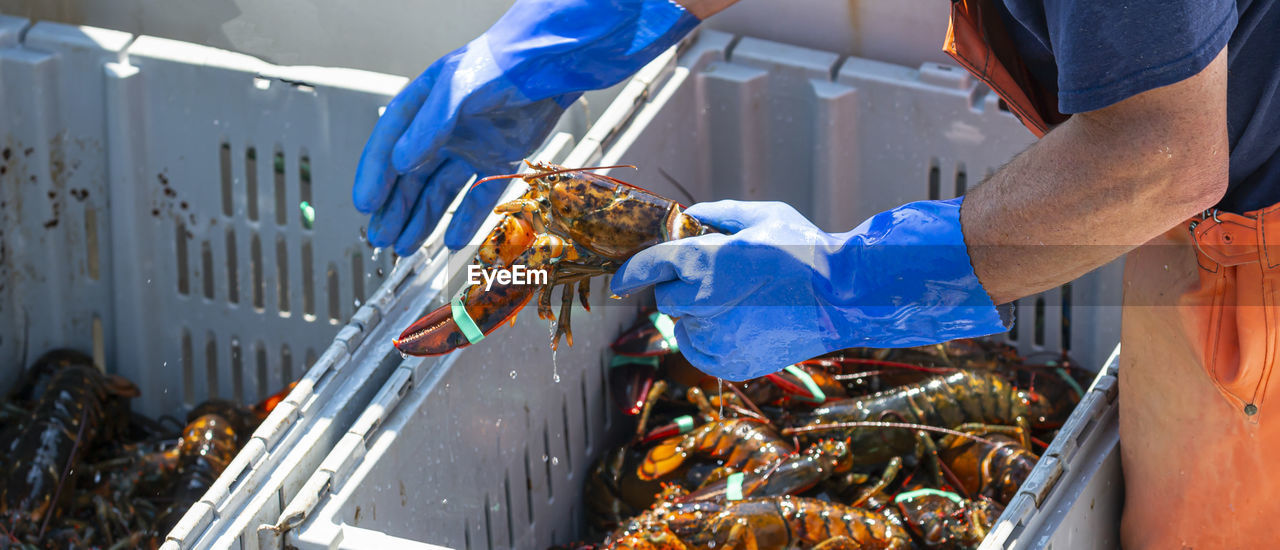 Live maine lobsters being sorted by size in to separate bins to be sold at market.