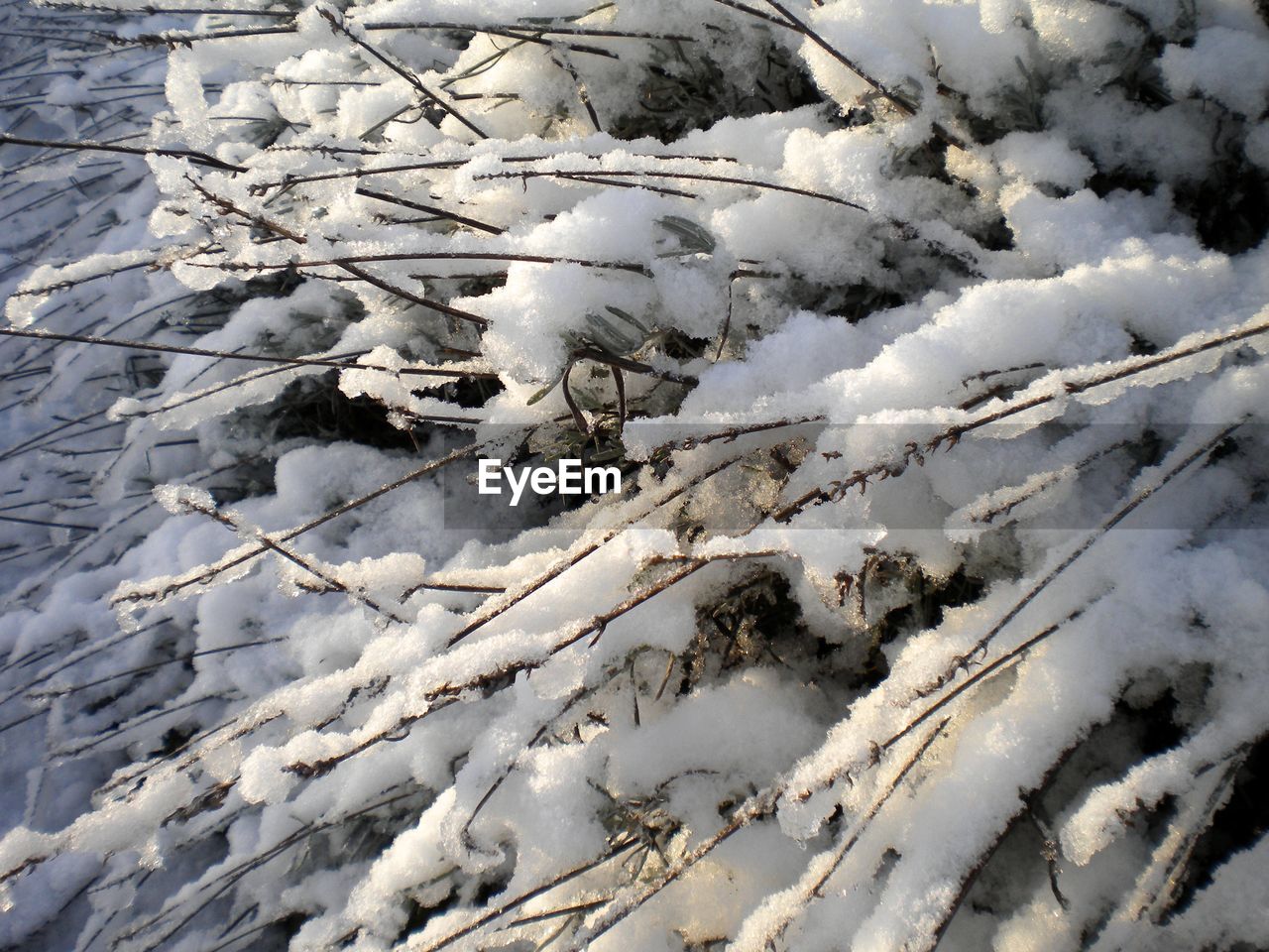 VIEW OF SNOW COVERED TREES