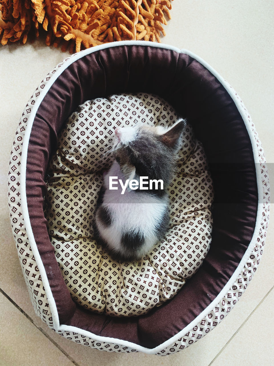 HIGH ANGLE VIEW OF A CAT WITH BASKET