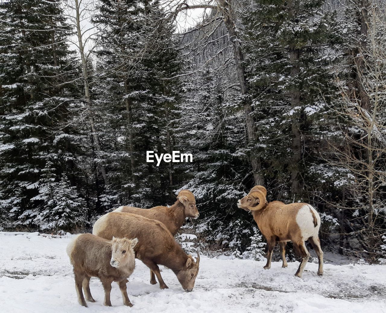 Mountain sheep on snow covered land