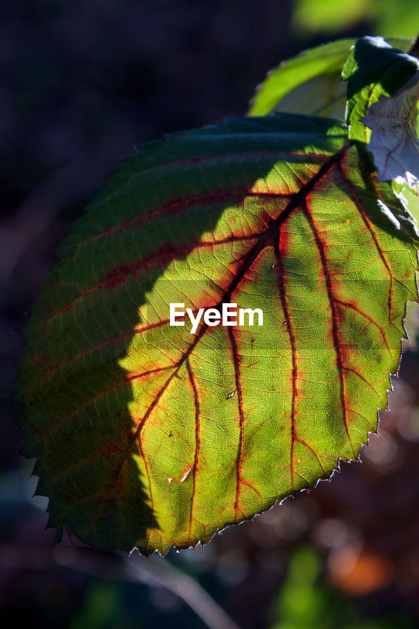 CLOSE-UP OF GREEN LEAVES