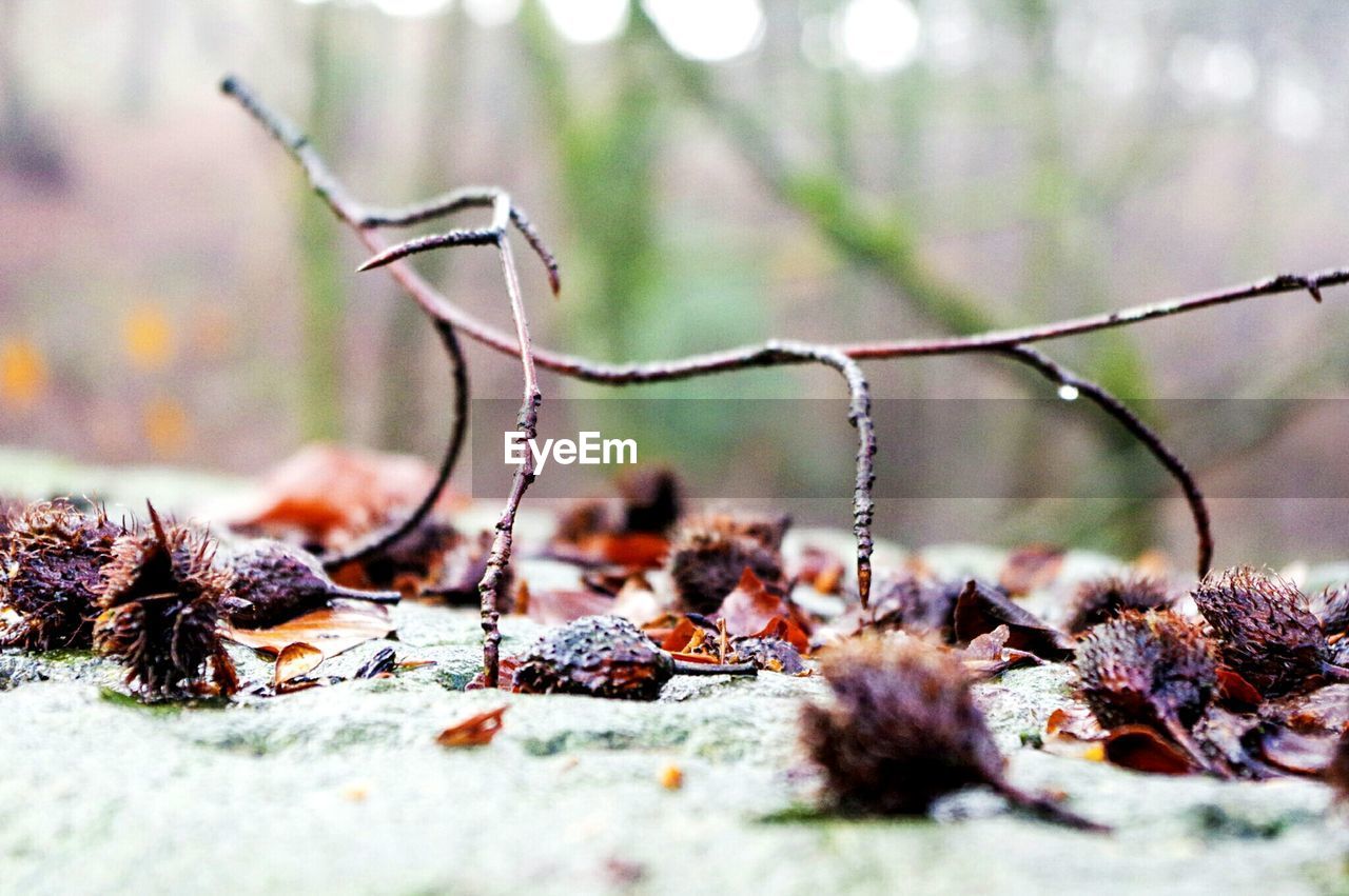 CLOSE-UP OF LEAVES ON TWIG