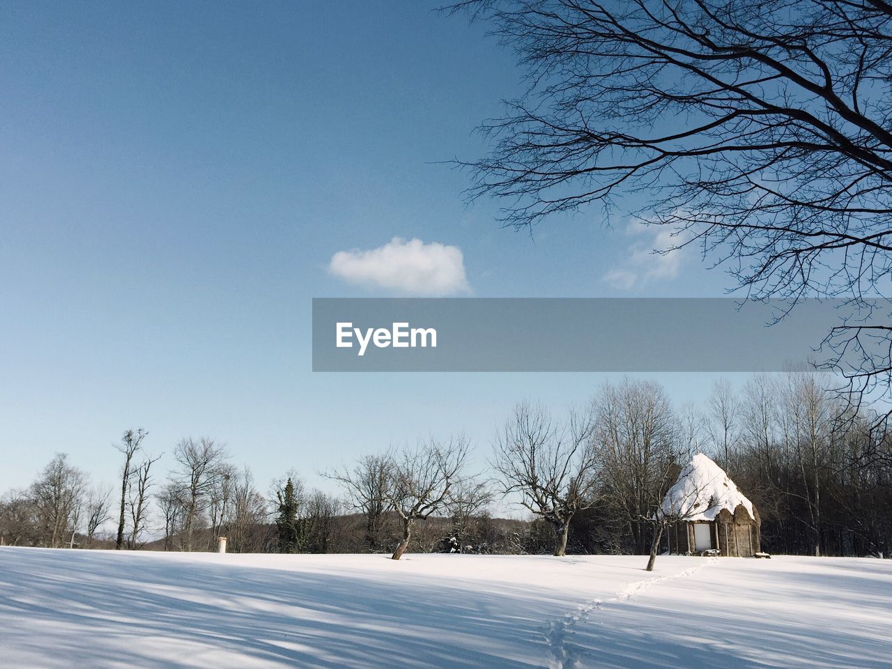 BARE TREES ON SNOW COVERED LANDSCAPE