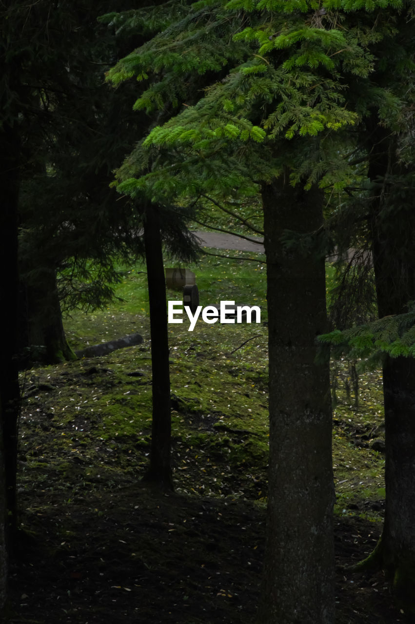 TREES IN FOREST AGAINST SKY