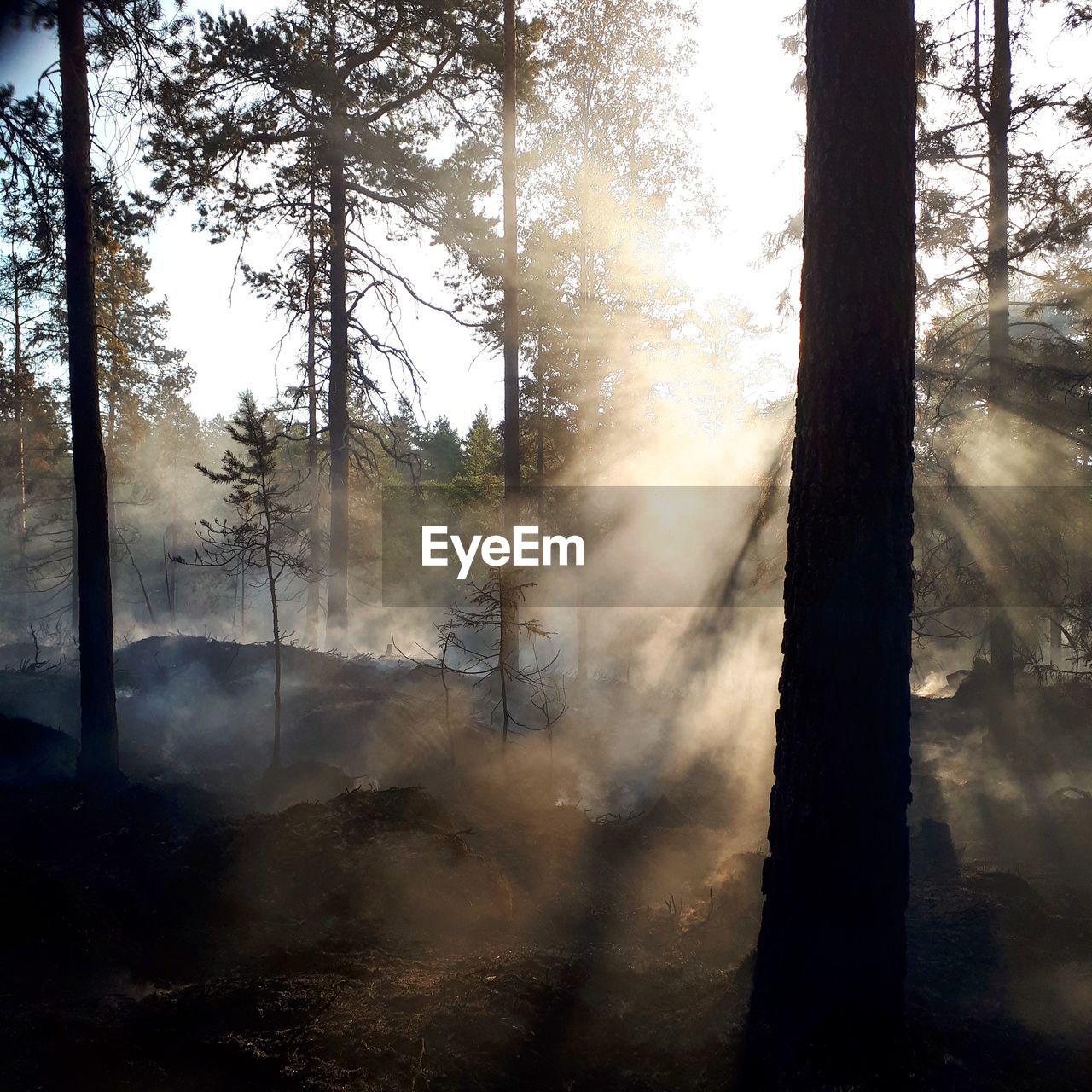 Silhouette trees in forest