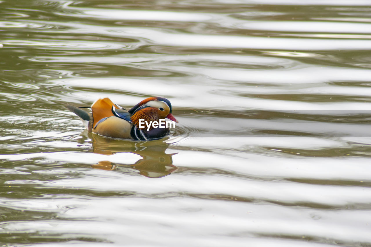 Duck swimming in lake