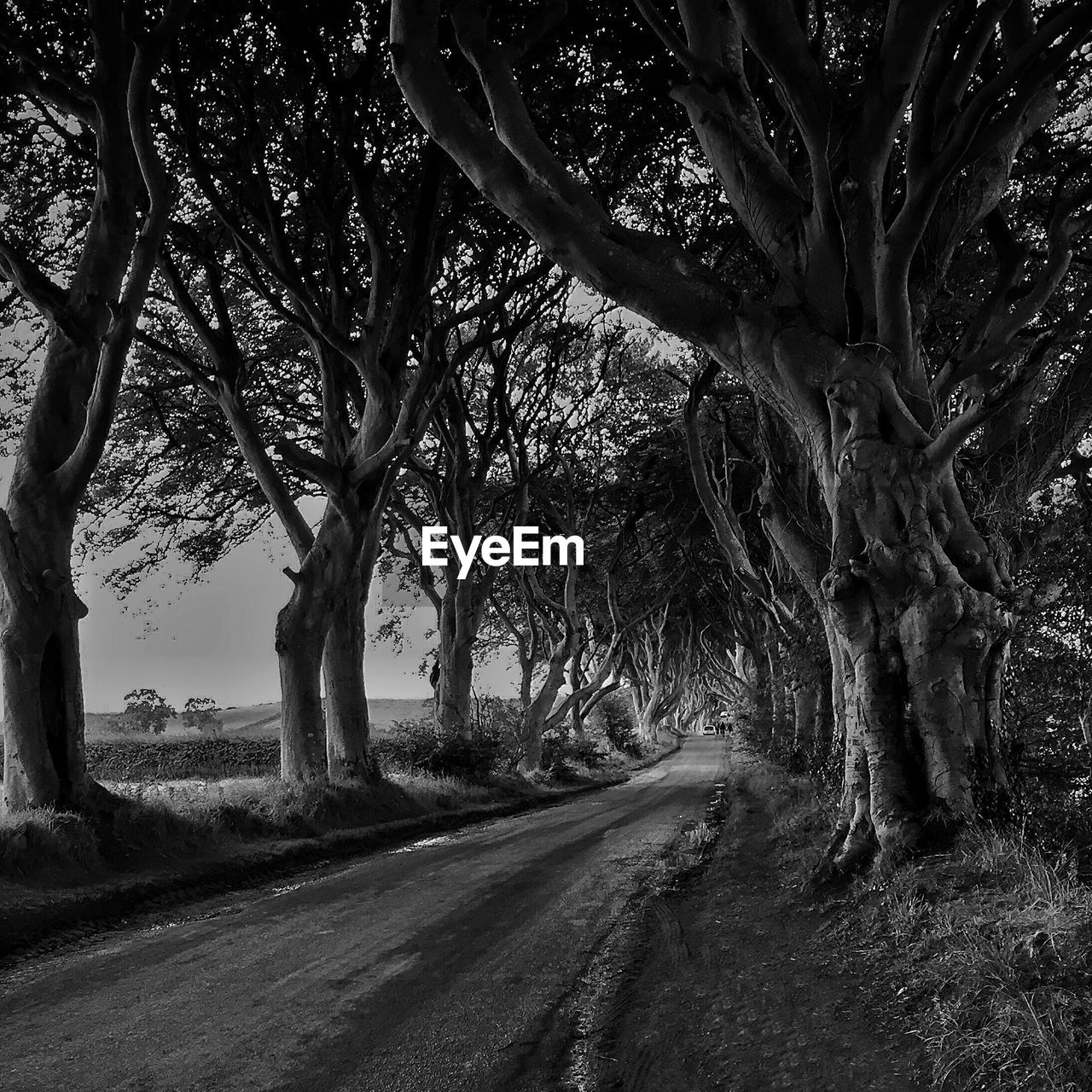 Empty road amidst trees on field