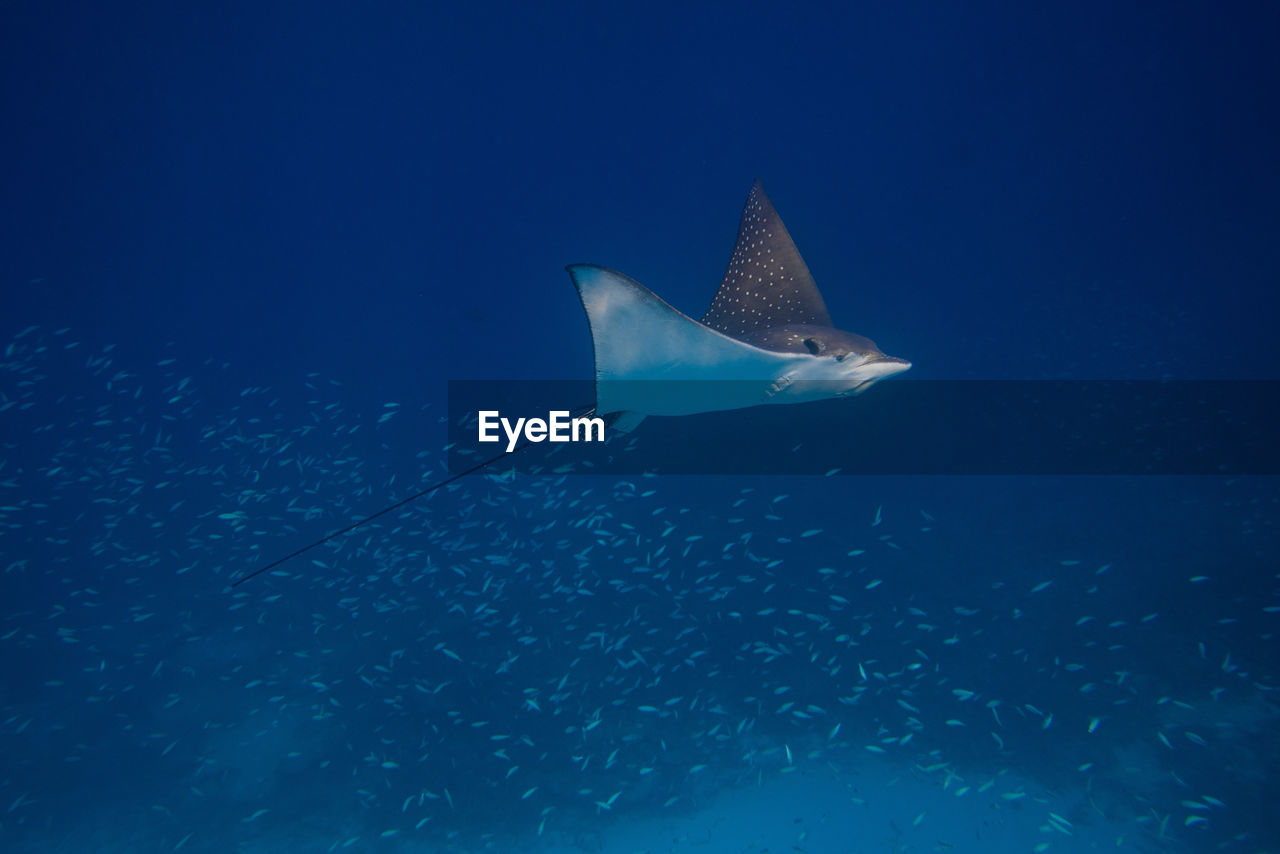 Stingray swimming in sea