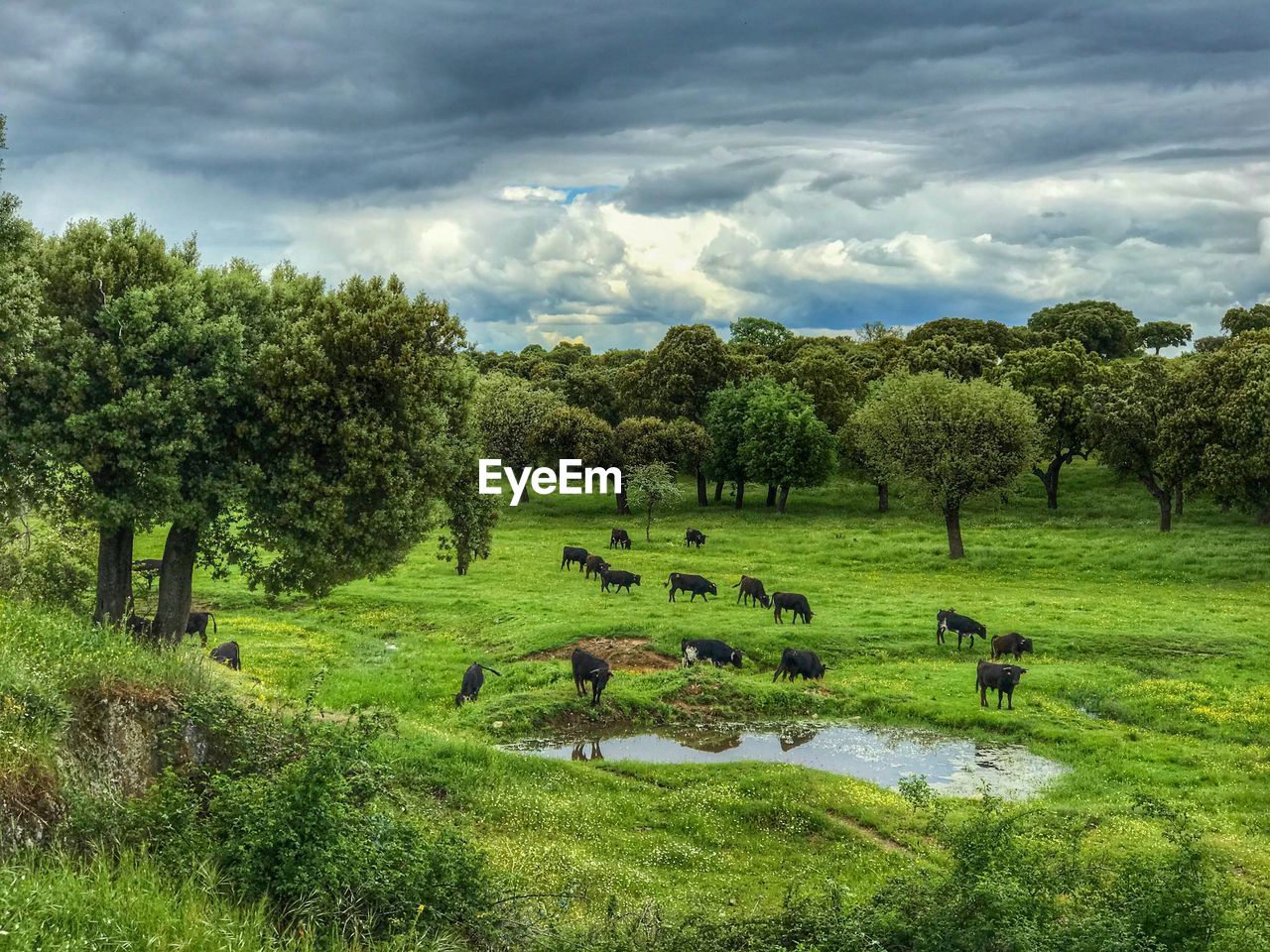 SCENIC VIEW OF TREES ON FIELD