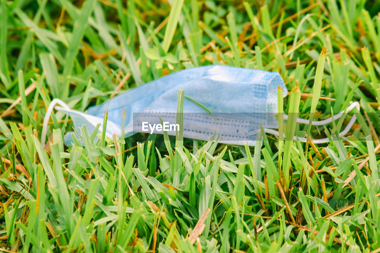 grass, green, lawn, plant, leaf, meadow, no people, nature, land, agriculture, growth, field, day, flower, yellow, close-up, outdoors, single object