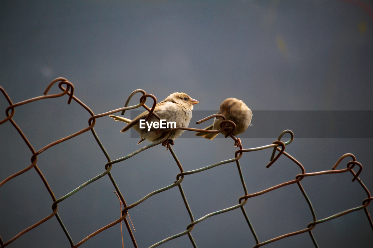 Low angle view of birds on fence against sky