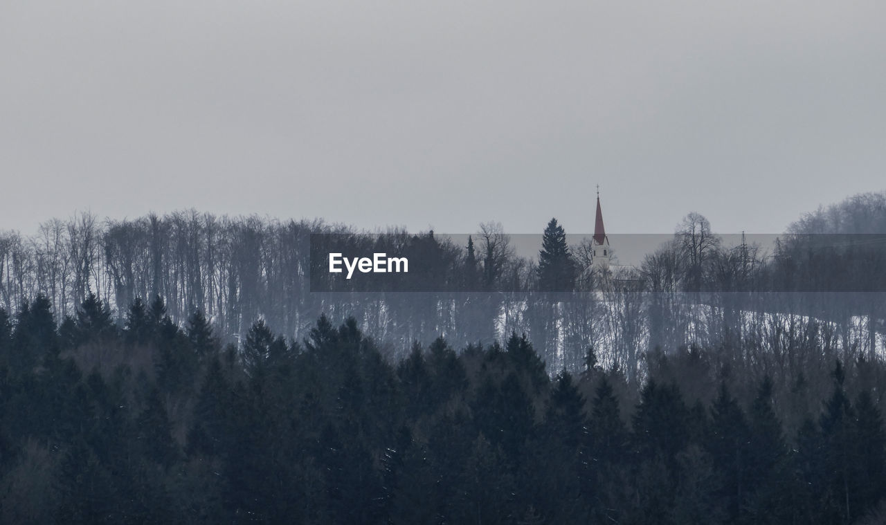 PANORAMIC TREES AGAINST SKY