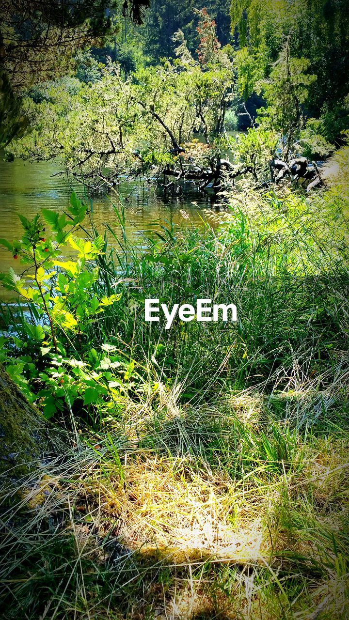 PLANTS IN POND