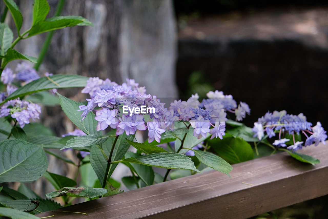 flower, flowering plant, plant, beauty in nature, freshness, nature, plant part, leaf, lilac, purple, wood, garden, fragility, close-up, no people, growth, outdoors, springtime, blossom, green, flower head, focus on foreground, botany, day, inflorescence, summer