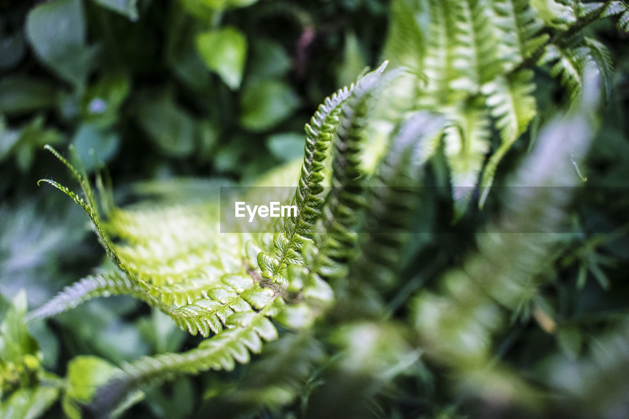 Close-up of fern